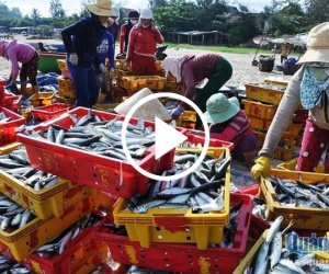 Video QUẢNG NGÃI: Hải sản rớt giá mạnh, ngư dân gặp khó