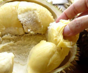Khi nào sầu riêng trở thành chất độc với cơ thể?