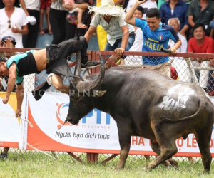 Trâu chọi húc người ở Đồ Sơn: Sức khỏe chủ trâu rất xấu