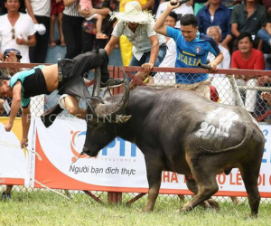 Trâu nổi điên húc chết chủ trâu ở vòng loại Đồ Sơn vốn rất hung dữ