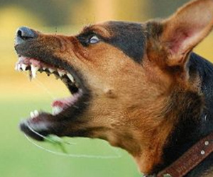 Bé gái 5 tuổi bị đàn chó “điên” gần 10 con lao vào tấn công khiến nhiều người khiếp sợ