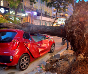 Cây xanh bật gốc đè móp ô tô