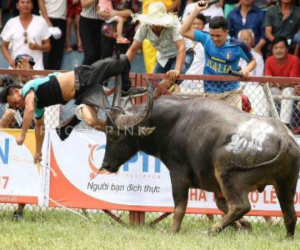 "Không có chất kích thích trong trâu chọi húc chết chủ"