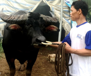 Các chủ trâu chọi "sốc" về sự cố chết người ở Đồ Sơn