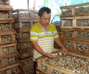 Giá trứng cút rớt thảm còn 200 đ/quả, 20.000 đ mua được cả trăm quả
