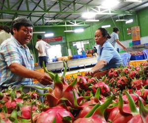 Chi 8.500 tỷ nhập trái cây: Mua về không ăn, tái xuất đi Trung Quốc