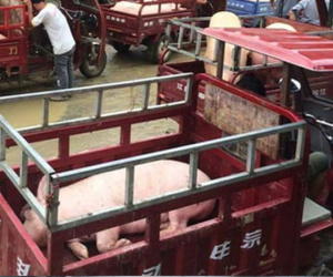 Trung Quốc mua heo trở lại, giá vẫn rẻ