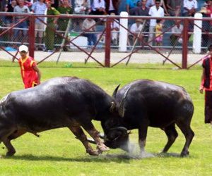 Vì sao thịt trâu chọi Đồ Sơn có giá siêu “khủng”?