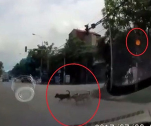 Clip 3 chú chó cùng đợi đèn đỏ mới sang đường gây sốt mạng xã hội
