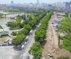 Hà Nội: Đề nghị xem lại phương án di chuyển 1.200 cây xà cừ