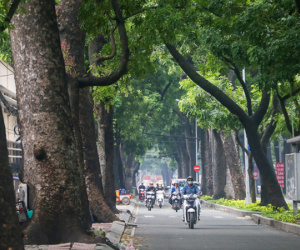 Hàng cổ thụ trăm tuổi ở trung tâm TP HCM trước khi bị đốn hạ