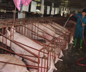 Giá lợn hơi có thể đạt 35.000 đồng/kg vài ngày tới, chớ vội mừng?
