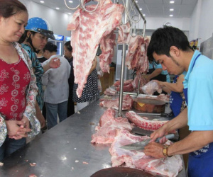 Trung Quốc lại gom heo, giá tăng từng ngày