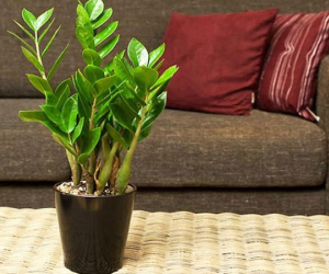 Muốn tài lộc vào nhà như "lũ", trồng ngay những loại cây phát lộc vừa đẹp vừa sang này