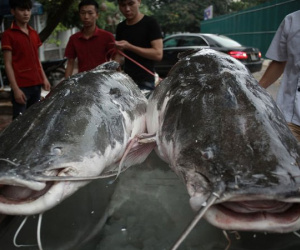 Cặp cá lăng khổng lồ nặng 300kg "bơi" từ Campuchia về Hà Nội