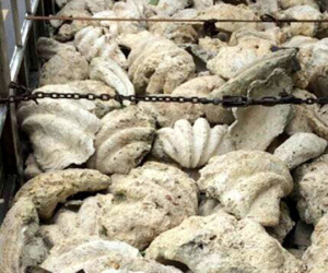 Hơn 21 tấn vỏ sò tai tượng quý hiếm bị tạm giữ