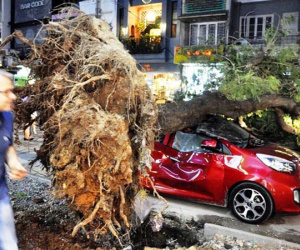 Cây xanh liên tục bật gốc ở Sài Gòn: Lỗi tại "ông Trời"
