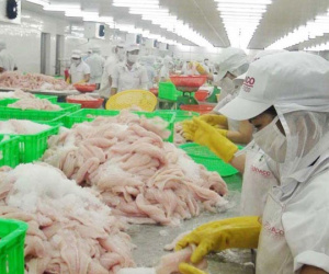 Cá tra Việt Nam bị "triệt đường" vào Mỹ
