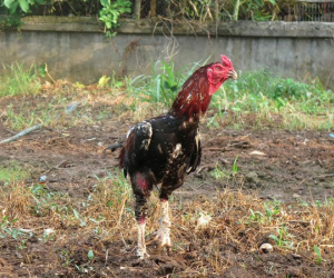 Bộ chiến kê "độc cô cầu bại" trứ danh đất Bắc chỉ nghe tên đã hãi