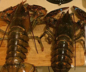 Đại gia Việt săn tôm hùm "khổng lồ" nặng tới 7kg tặng nhà vợ
