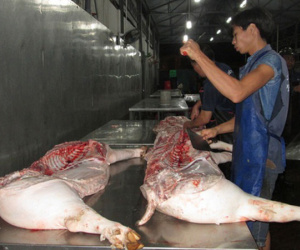 Giá heo bất ngờ giảm 10.000 đồng/kg, thương lái ngó lơ!