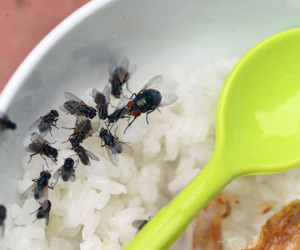 Mối nguy hiểm khi phải sống chung với ruồi