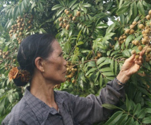 Hà Nội: Nhãn chín muộn ra toàn lá, dân "mếu máo" vì thất thu nặng