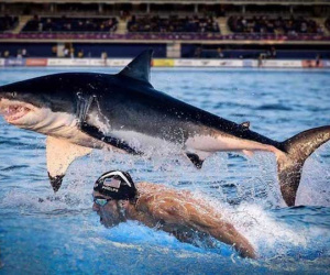 Huyền thoại Michael Phelps đua với cá mập: Khán giả sốc và phẫn nộ