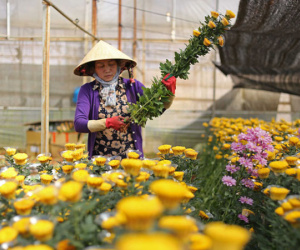 Hoa cúc Đà Lạt bất ngờ tăng giá cao