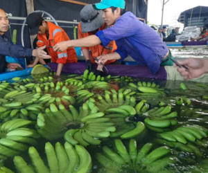 Công ty bầu Đức lãi hơn nghìn tỷ từ bán trái cây và thanh lý đầu tư