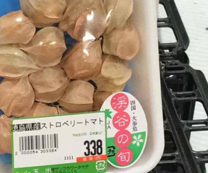 Tầm bóp: Ở Việt Nam chỉ là quả dại, Nhật Bản bán 700.000 đồng/kg