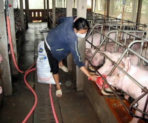 Thuốc kháng sinh chăn nuôi vẫn được dùng thiếu trách nhiệm