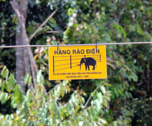 Đồng Nai dựng 50 km hàng rào điện ngăn voi rừng tấn công dân