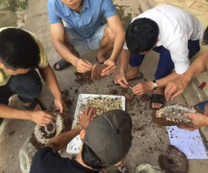 Nghệ An: Dân đổ xô bắt ong đất bán cho thương lái Trung Quốc