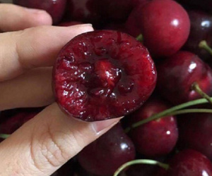 Ăn quả cherry cần nhớ những điều này nếu không muốn thiệt mạng