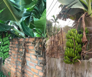 Cây nhà người nhưng quả ở nhà mình: Tình huống khiến hàng nghìn cư dân mạng biến thành "người khó xử"
