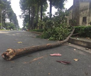 Cô gái bị nhánh cây rơi trúng đầu ở Sài Gòn đã tử vong, bỏ lại đứa con thơ đang bị bệnh tim
