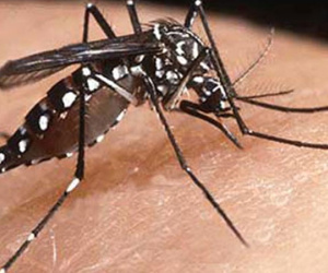 Nhận biết và phòng chống muỗi vằn Aedes truyền bệnh sốt xuất huyết
