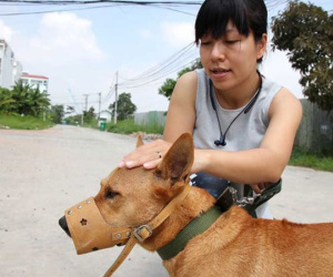 Quy định mới chủ nuôi chó phải biết