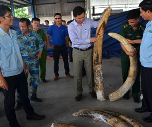Đánh tráo, ăn cắp trên 150 kg ngà voi tang vật, một cán bộ Hải quan bị bắt