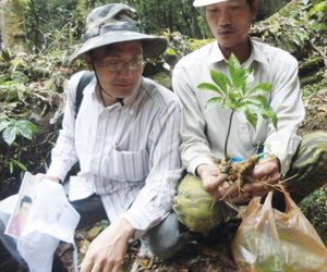 Mê hồn trận sâm Ngọc Linh