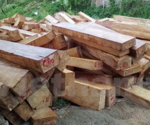 Xác minh thông tin chủ tịch xã sở hữu khối lượng lớn gỗ để làm nhà