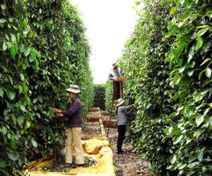 Không có chuyện thương nhân Trung Quốc thao túng hồ tiêu