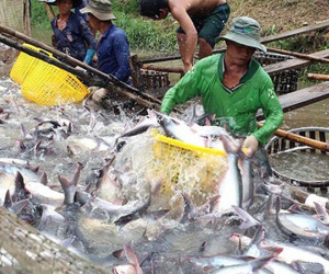 Cá tra xuất khẩu sang Mỹ sẽ được kiểm soát đặc biệt từ 1/9