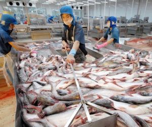 Hai "ông vua" thủy sản lao đao trong khủng hoảng