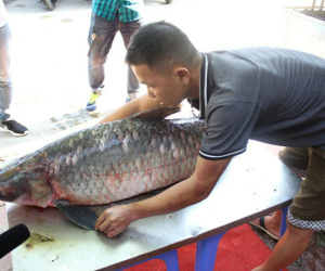 Cá trắm "khủng" 42 kg từ hồ Thác Bà về Hà Nội