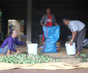 Chanh dây bất ngờ tăng vọt, thương lái thuê “đầu gấu” vào ép giá