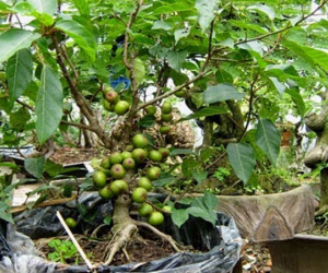 Loại cây trồng trong nhà giúp trừ tà khí, xua đuổi vận đen, tài lộc kéo đến
