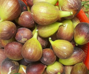 Quả sung to như trứng vịt ăn ngọt mát khiến chị em săn tìm