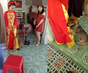 Biết cô chủ sắp đi lấy chồng, chú chó liên tục ôm chân níu kéo